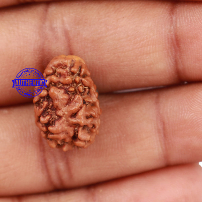 2 Mukhi Rudraksha from Nepal - Bead No. 97