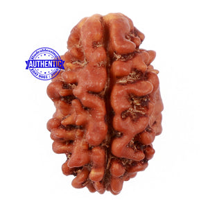 2 Mukhi Rudraksha from Nepal - Bead No. 97