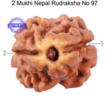 Load image into Gallery viewer, 2 Mukhi Rudraksha from Nepal - Bead No. 97
