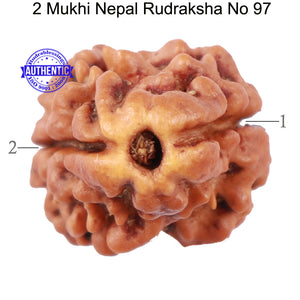 2 Mukhi Rudraksha from Nepal - Bead No. 97