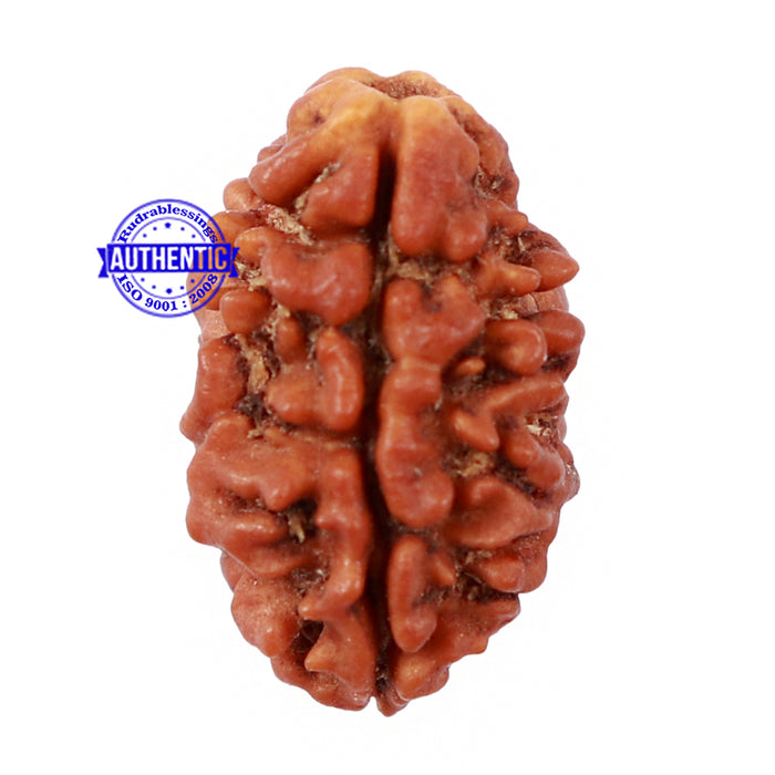 2 Mukhi Rudraksha from Nepal - Bead No. 97