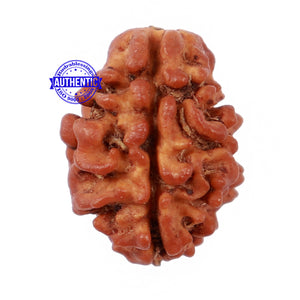 2 Mukhi Rudraksha from Nepal - Bead No. 98