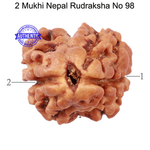 2 Mukhi Rudraksha from Nepal - Bead No. 98