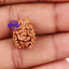 Load image into Gallery viewer, 2 Mukhi Rudraksha from Nepal - Bead No. 99

