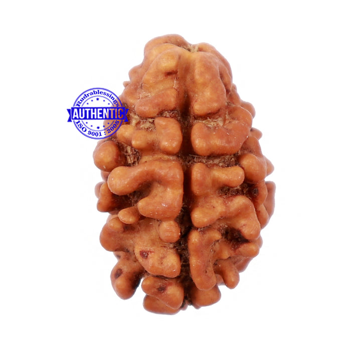 2 Mukhi Rudraksha from Nepal - Bead No. 99