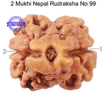 Load image into Gallery viewer, 2 Mukhi Rudraksha from Nepal - Bead No. 99

