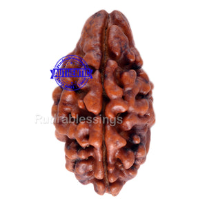 2 Mukhi Rudraksha from Nepal - Bead No. 48