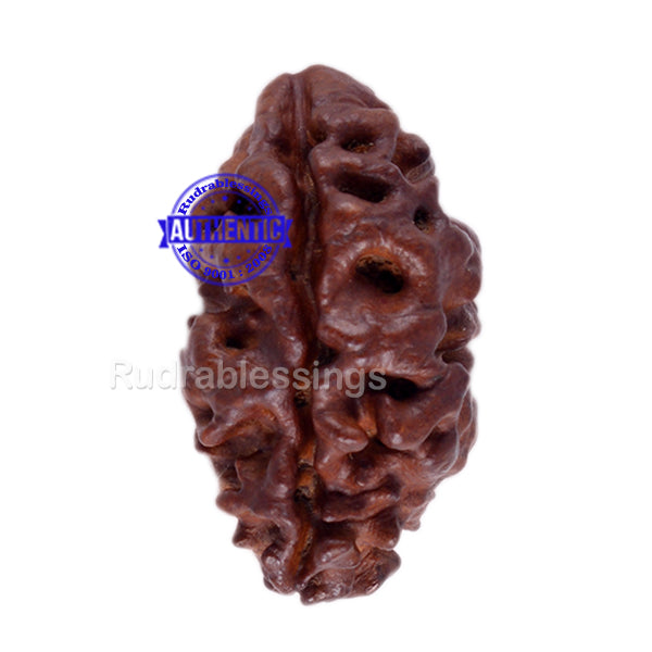 2 Mukhi Rudraksha from Nepal - Bead No. 56