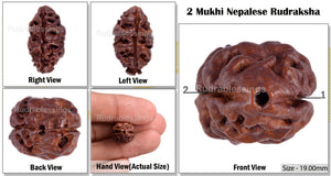 2 Mukhi Rudraksha from Nepal - Bead No. 56