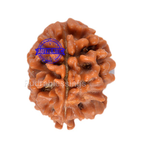 2 Mukhi Rudraksha from Nepal - Bead No. 58