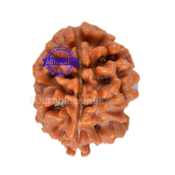 2 Mukhi Rudraksha from Nepal - Bead No. 58