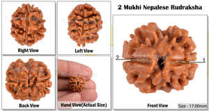 2 Mukhi Rudraksha from Nepal - Bead No. 58