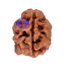 Load image into Gallery viewer, 2 Mukhi Rudraksha from Nepal - Bead No. 61
