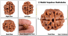 Load image into Gallery viewer, 2 Mukhi Rudraksha from Nepal - Bead No. 61
