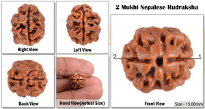 2 Mukhi Rudraksha from Nepal - Bead No. 61