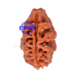 2 Mukhi Rudraksha from Nepal - Bead No. 66