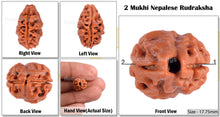 Load image into Gallery viewer, 2 Mukhi Rudraksha from Nepal - Bead No. 66
