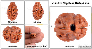 2 Mukhi Rudraksha from Nepal - Bead No. 66