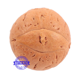 2 Line Buddha Chitta - Bead No. 12