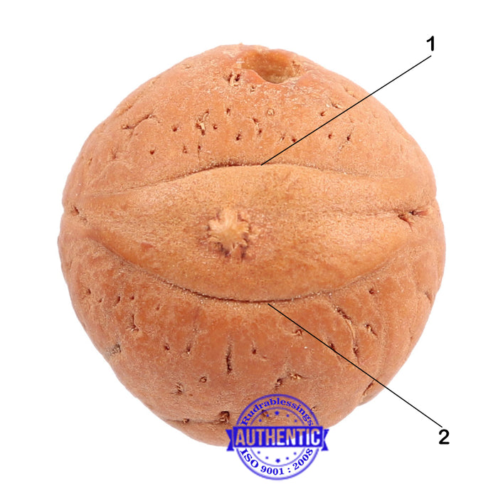 2 Line Buddha Chitta - Bead No. 7