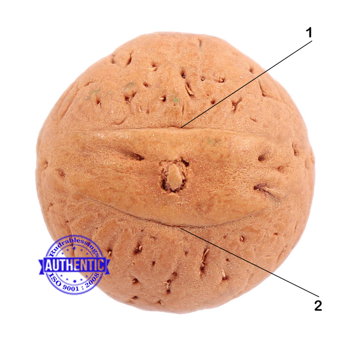 2 Line Buddha Chitta - Bead No. 8