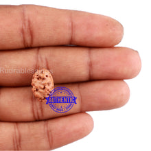 Load image into Gallery viewer, 2 Mukhi Rudraksha from Indonesia - Bead No. 121
