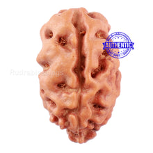 Load image into Gallery viewer, 2 Mukhi Rudraksha from Indonesia - Bead No. 121
