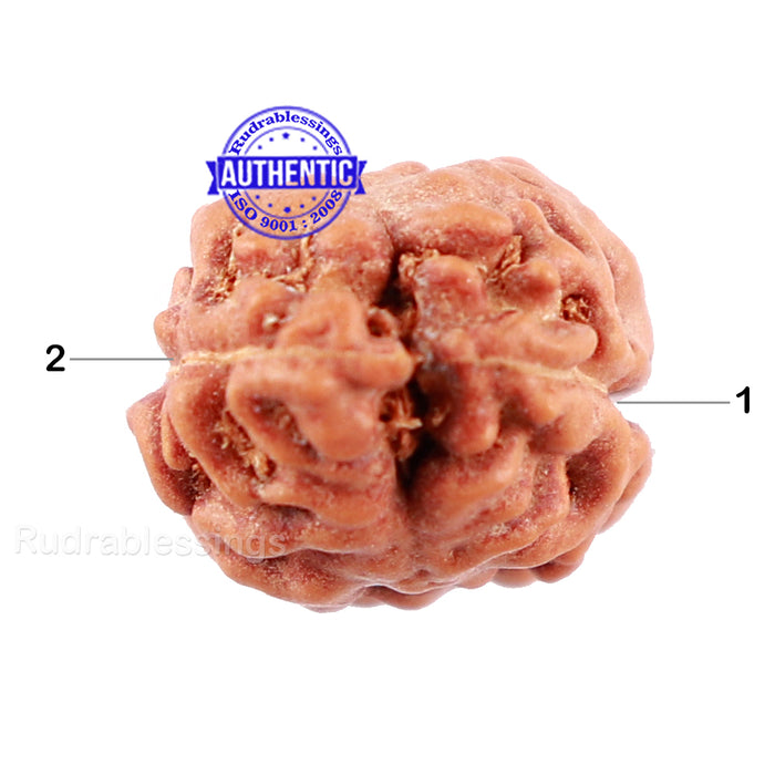 2 Mukhi Rudraksha from Indonesia - Bead No. 121