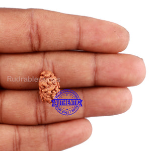 2 Mukhi Rudraksha from Indonesia - Bead No. 124