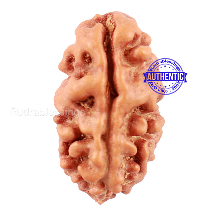 2 Mukhi Rudraksha from Indonesia - Bead No. 124