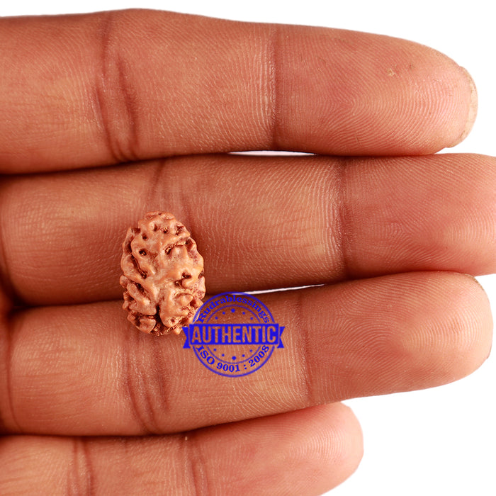 2 Mukhi Rudraksha from Indonesia - Bead No. 136