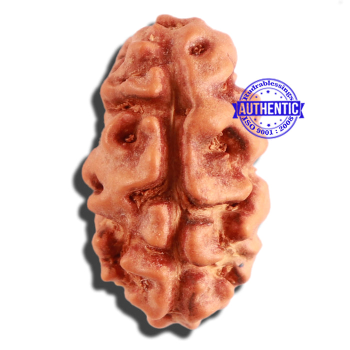 2 Mukhi Rudraksha from Indonesia - Bead No. 136