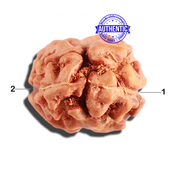 2 Mukhi Rudraksha from Indonesia - Bead No. 136