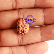 Load image into Gallery viewer, 2 Mukhi Rudraksha from Indonesia - Bead No. 138
