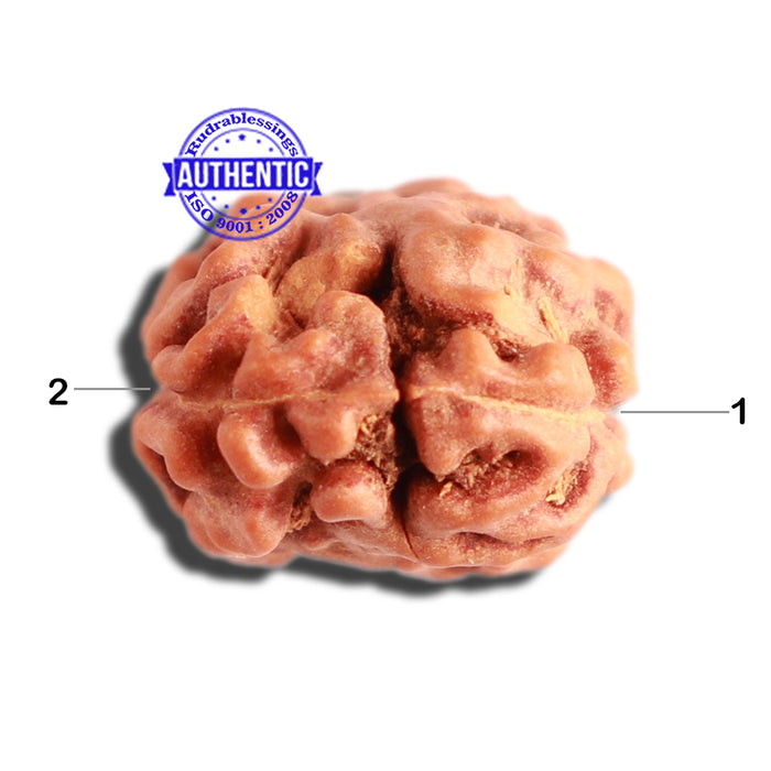 2 Mukhi Rudraksha from Indonesia - Bead No. 138