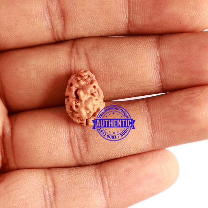 2 Mukhi Rudraksha from Indonesia - Bead No. 142