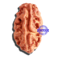 Load image into Gallery viewer, 2 Mukhi Rudraksha from Indonesia - Bead No. 142
