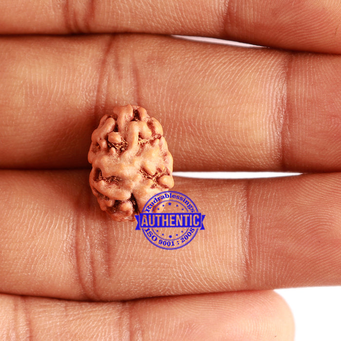 2 Mukhi Rudraksha from Indonesia - Bead No. 143
