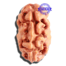 Load image into Gallery viewer, 2 Mukhi Rudraksha from Indonesia - Bead No. 143
