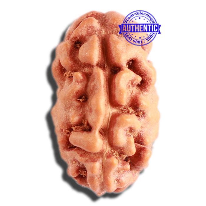 2 Mukhi Rudraksha from Indonesia - Bead No. 143
