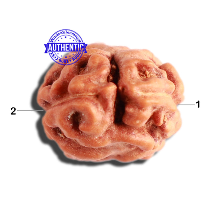 2 Mukhi Rudraksha from Indonesia - Bead No. 143