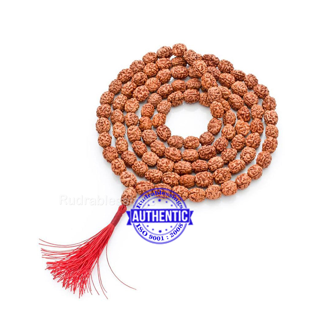 Smooth 2 Mukhi Rudraksha Mala - 4 (108+1)