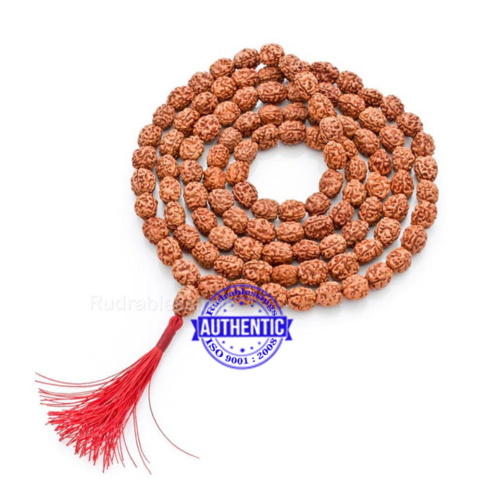 Smooth 2 Mukhi Rudraksha Mala - 5 (108+1)