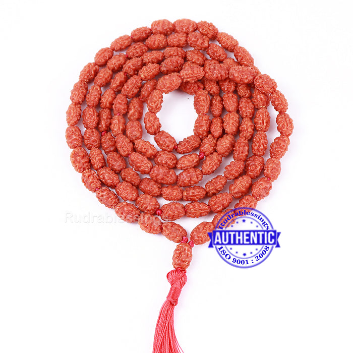 Smooth 2 Mukhi Rudraksha Mala - 6 (54+1)