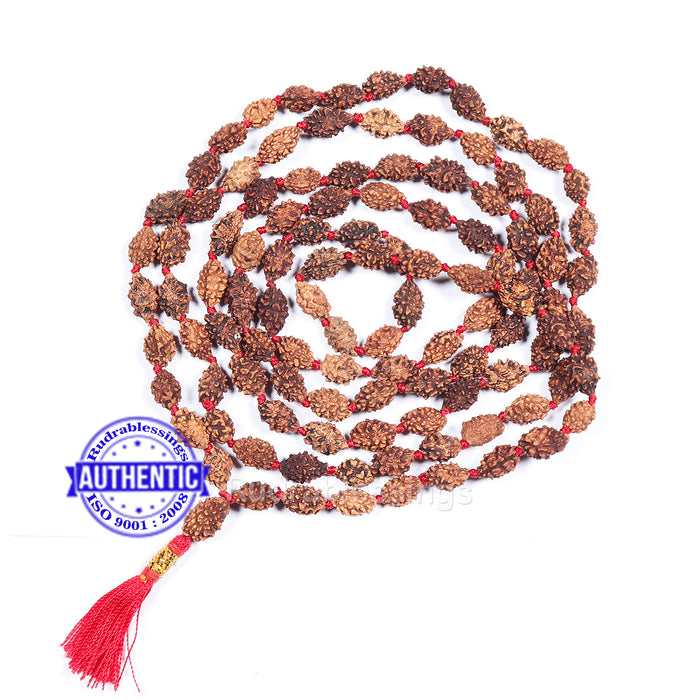 Regular 2 Mukhi Rudraksha Mala - 3 (108+1)