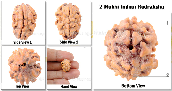 2 Mukhi Rudraksha from India