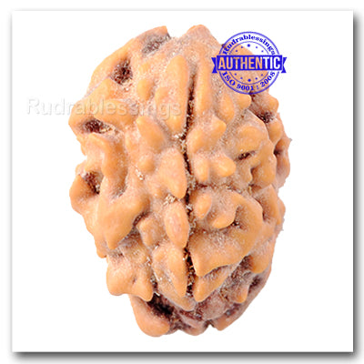 2 Mukhi Rudraksha from India