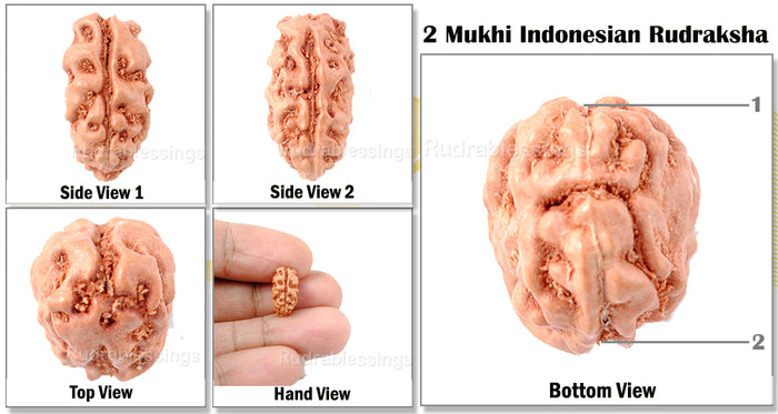 2 Mukhi Rudraksha from Indonesia - (Big Size)