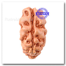 Load image into Gallery viewer, 2 Mukhi Rudraksha from Indonesia - (Big Size)

