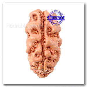 2 Mukhi Rudraksha from Indonesia - (Big Size)